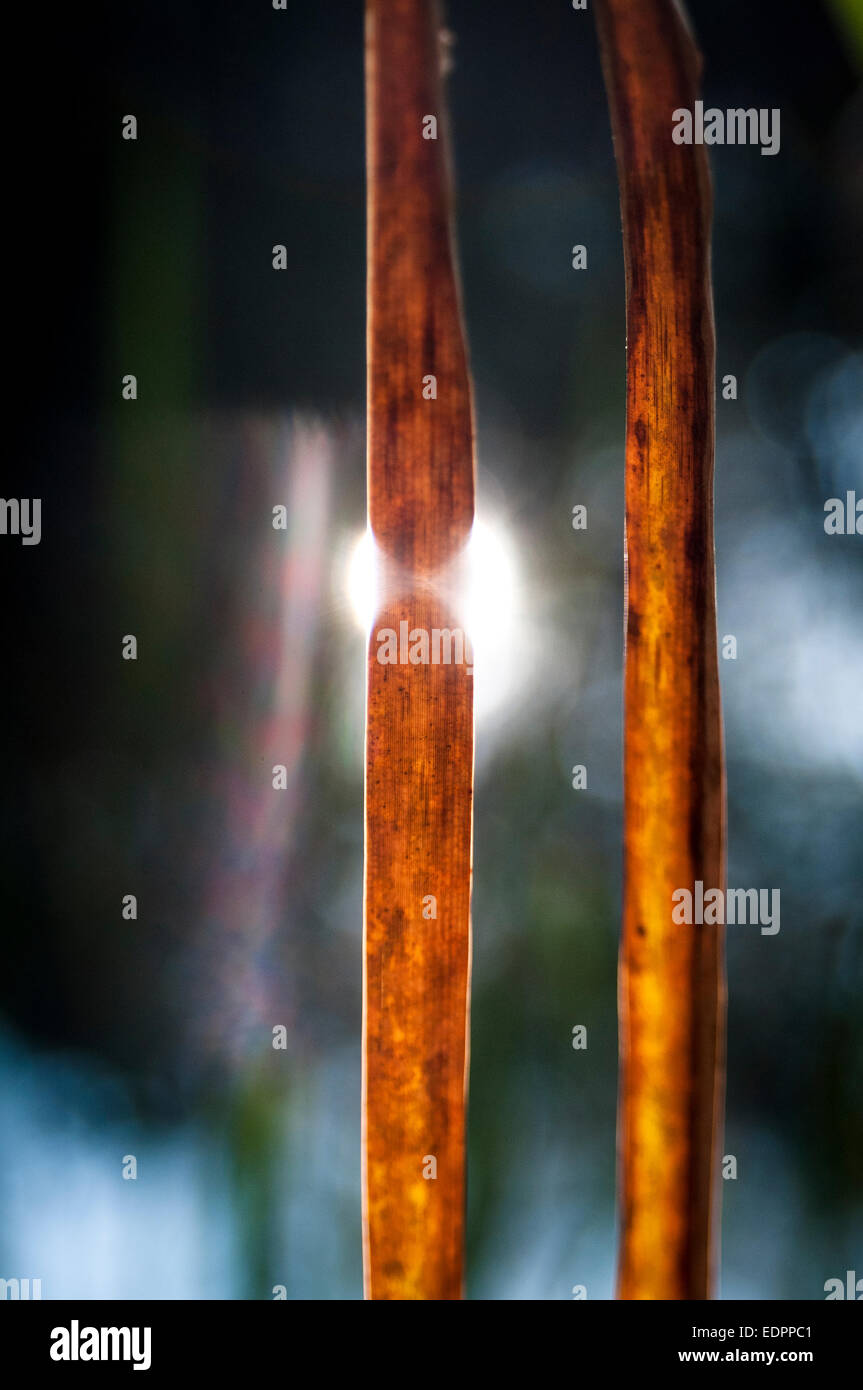 Rückseite beleuchteten Schilf in der Nähe ein Feuchtgebiet mit Sonnenlicht biegen um das Zentrum Schilf. Ruffner Mountain Nature Preserve, Birmingham, Alabama Stockfoto