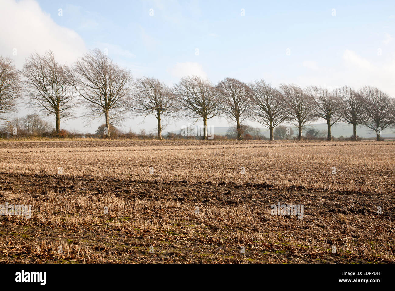 Eine Reihe von blattlosen Winterbäume auf Feldgrenze, in der Nähe hat, Wiltshire, England, UK Stockfoto
