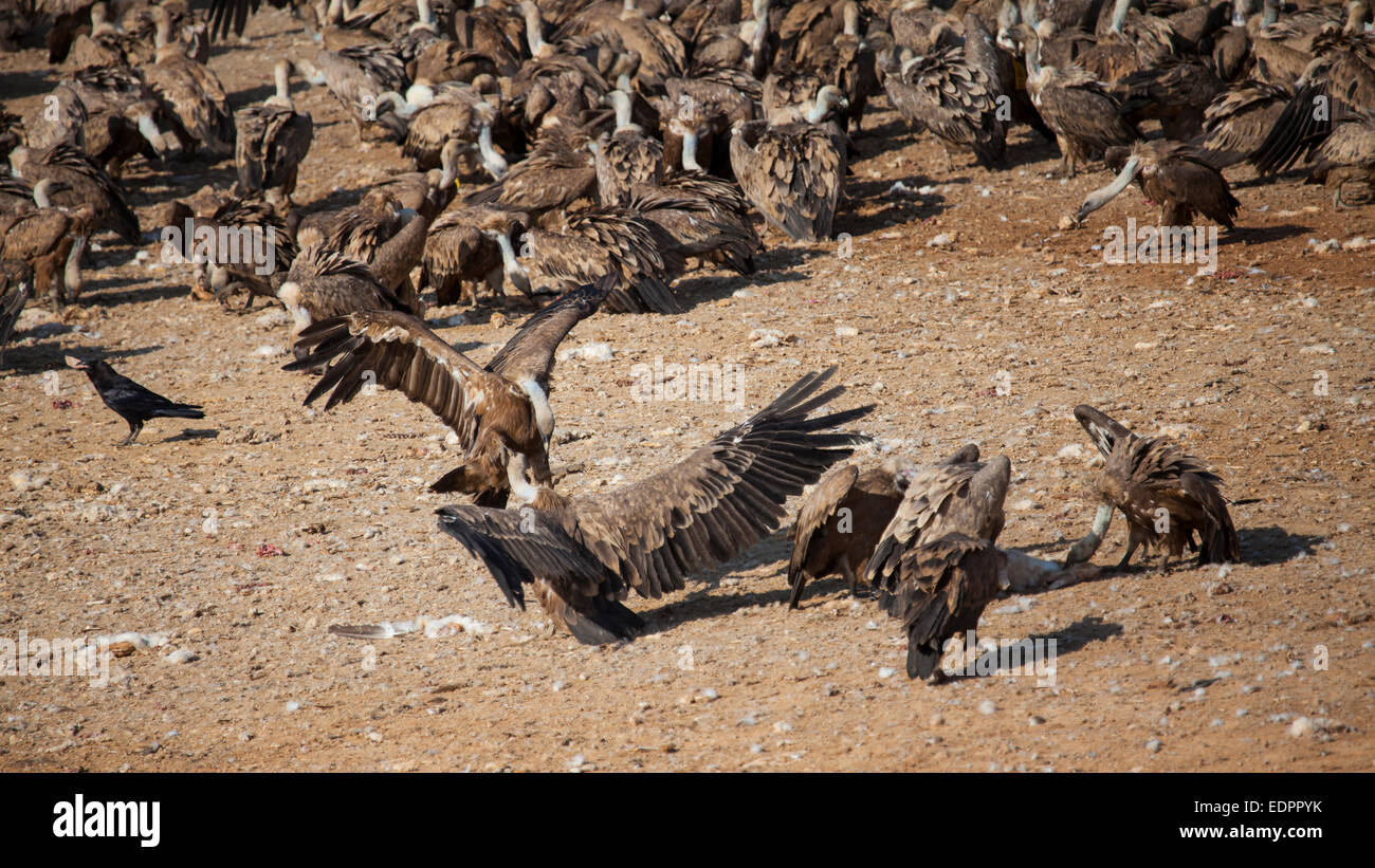 Gänsegeier kämpfen, während die Gruppe Fütterung ist Stockfoto