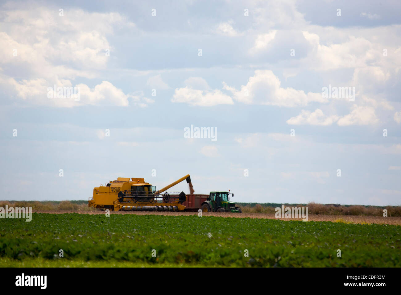 Neues Holland tx66 gelb kombinieren Havester Feld lincolnshire Stockfoto