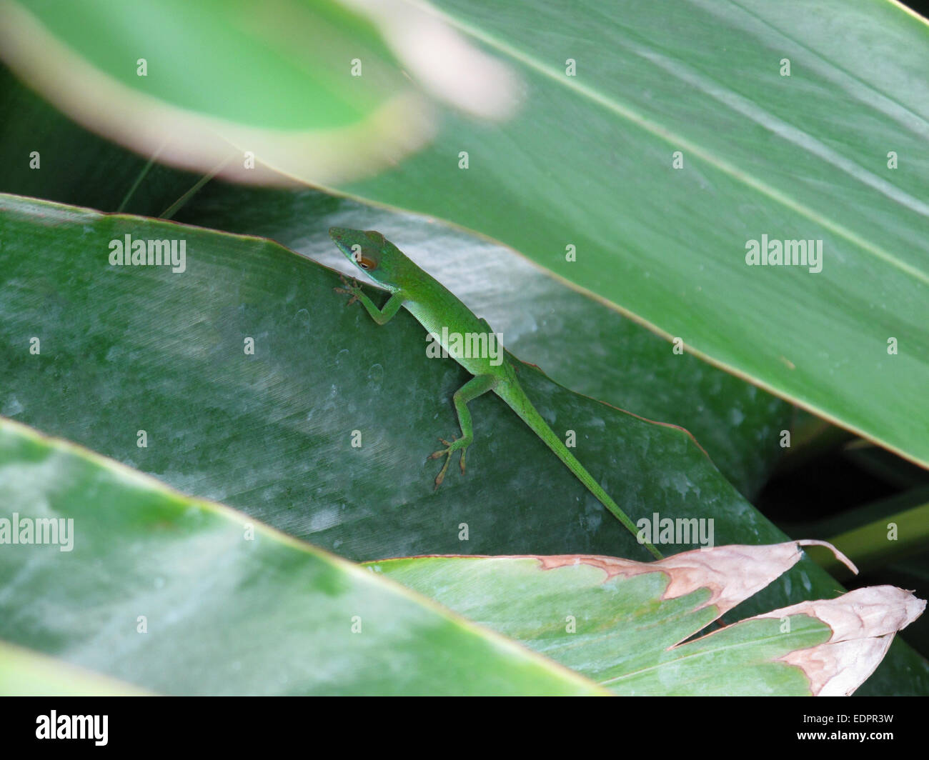 Kleine grüne Eidechse auf Palmblatt sitzen. Stockfoto