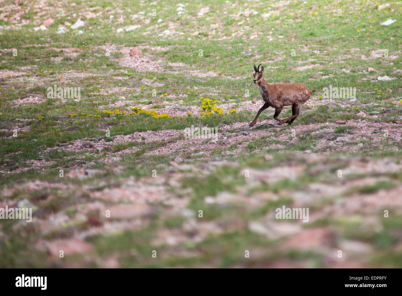 Gämse auf einer Wiese laufen Stockfoto