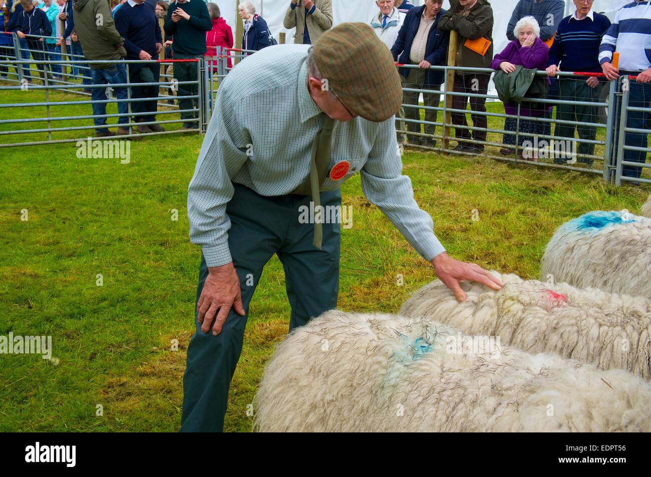 Beurteilen Sie, Überprüfung Schafe auf der römischen Mauer Show, Stahl Rigg Hadrians Wall Path Northumberland England UK Stockfoto