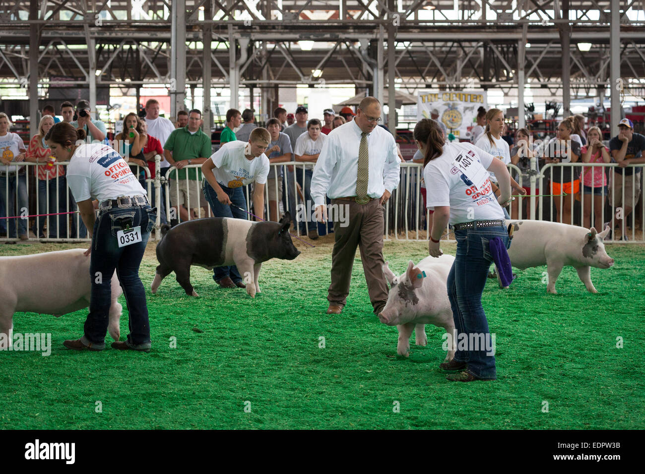 Mann, die Schweine während der Schweinegrippe-Show zu urteilen. Iowa State Fair, Des Moines. Stockfoto