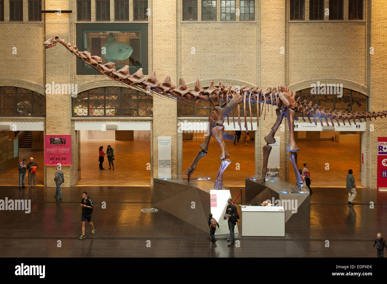 Riesige Dinosaurier-Skelett von einem Futalognkosaurus am Eingang des Royal Ontario Museum. Stockfoto