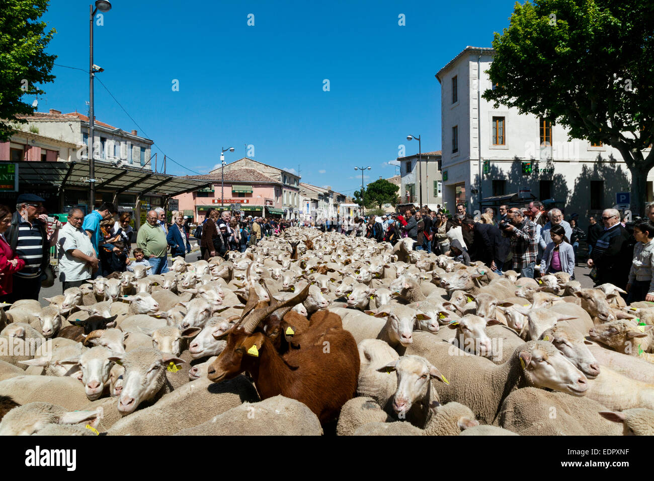 Die Transhumanz in Saint Gilles, Gard, Languedoc Roussillon, Frankreich Stockfoto