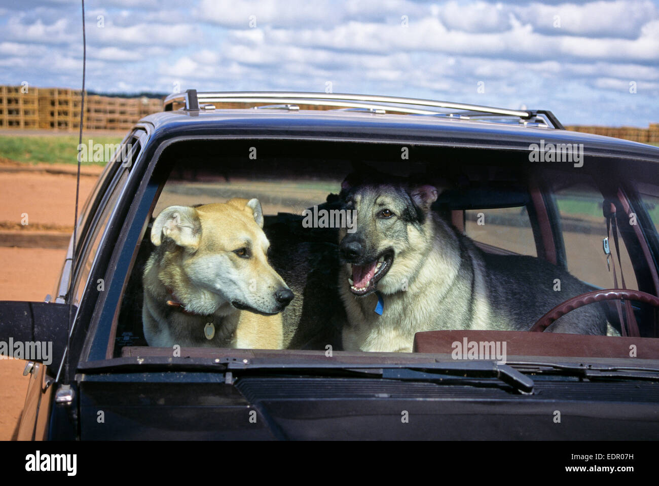 Zwei Hunde bleiben in einem Auto an einem heißen Sommertag Stockfoto