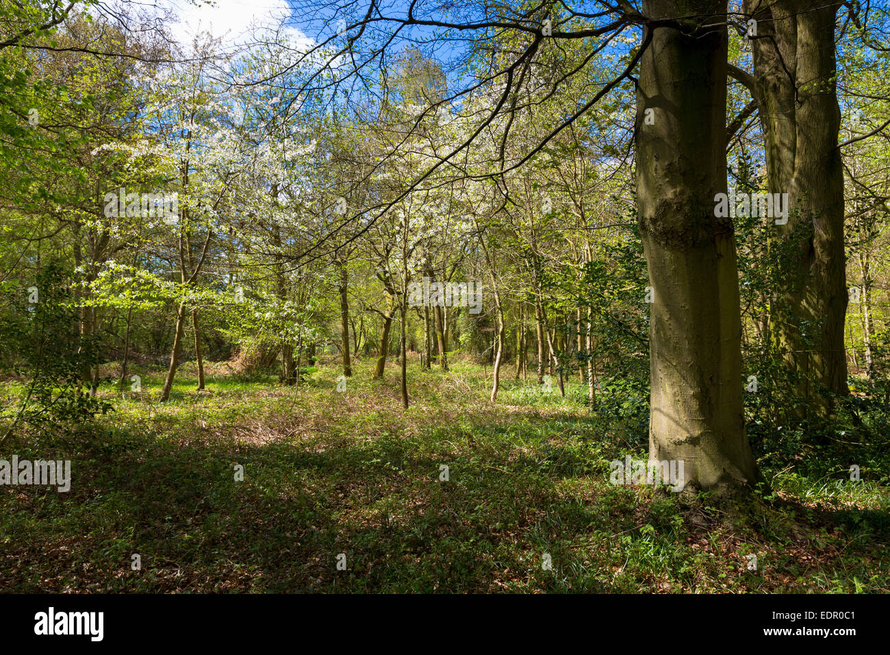 Woodland-Szene und das Land Fuß innerhalb von Bruern Wood in Cotswolds, Oxfordshire, Vereinigtes Königreich Stockfoto
