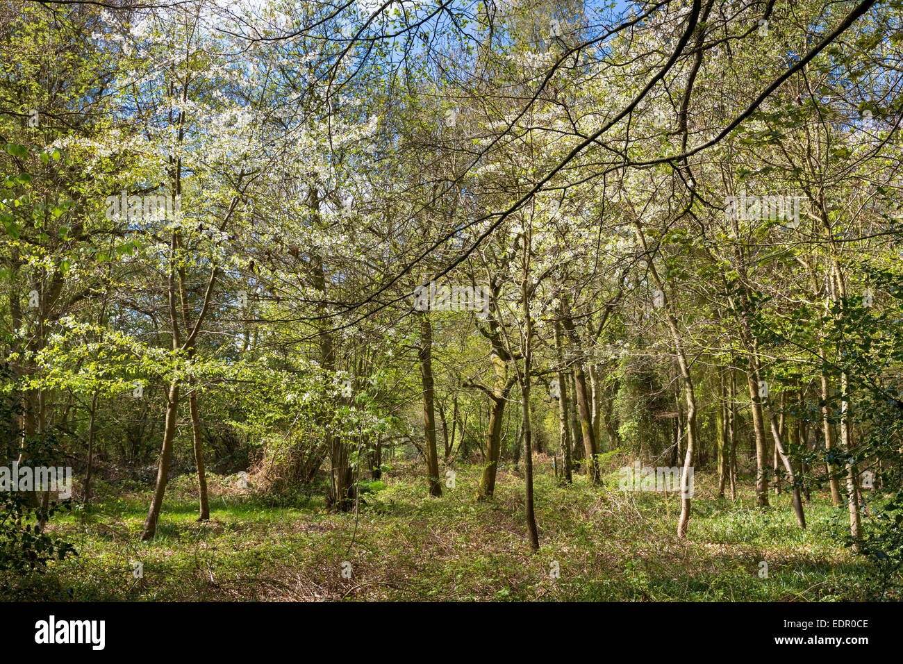 Woodland-Szene und das Land Fuß innerhalb von Bruern Wood in Cotswolds, Oxfordshire, Vereinigtes Königreich Stockfoto