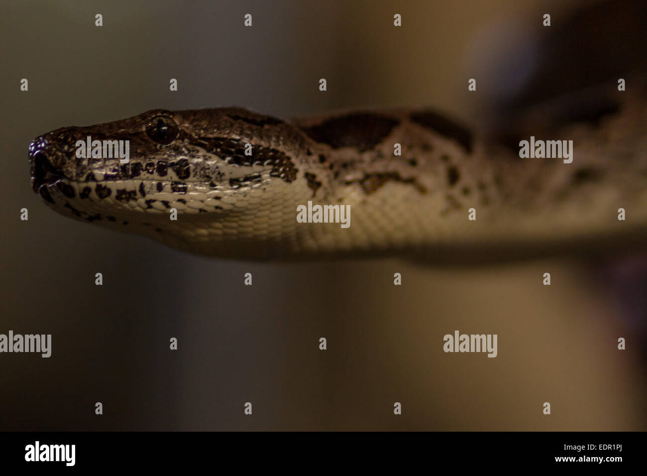 Zwerg Anakonda, Eunectus notaeus Stockfotografie Alamy