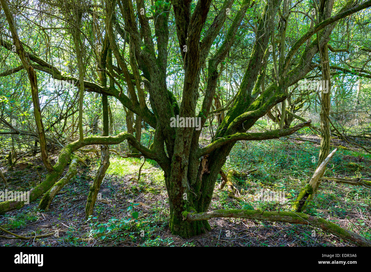 Alten moosbedeckten Baum in einem Wald bei Bruern Wood in Cotswolds, Oxfordshire, Vereinigtes Königreich Stockfoto