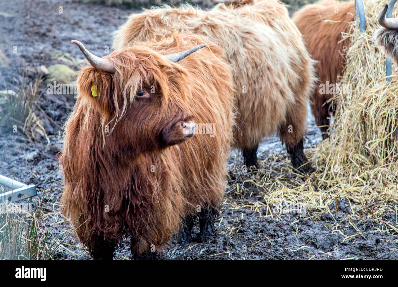 Hochlandrinder Sutherland Schottland, Vereinigtes Königreich Stockfoto