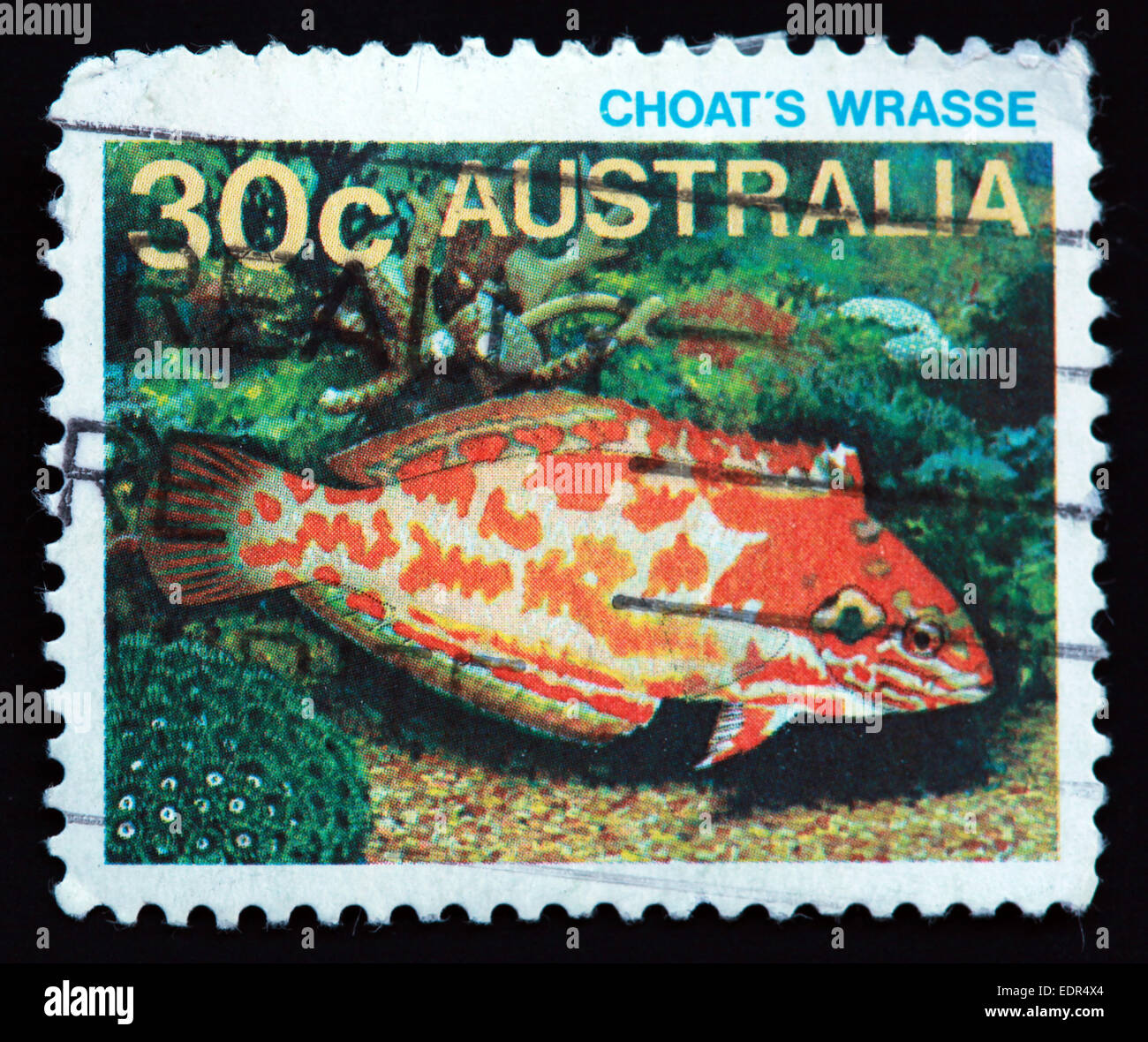 Verwendet und Poststempel Australien / Austrailian Stempel Choat Wrasse Stockfoto