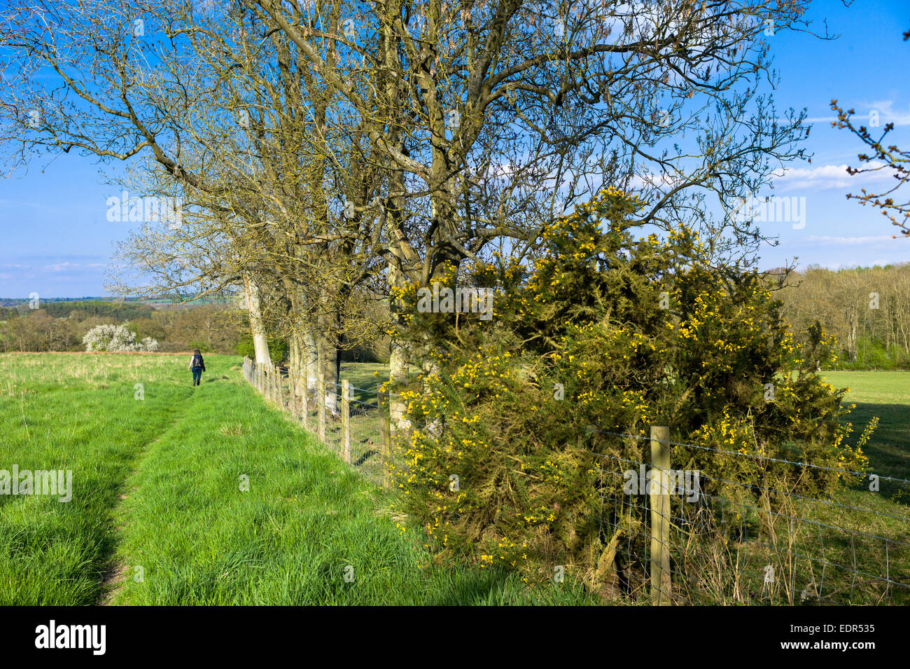 Walker genießt Land zu Fuß auf am Bruern in Cotswolds, Oxfordshire, Vereinigtes Königreich Stockfoto