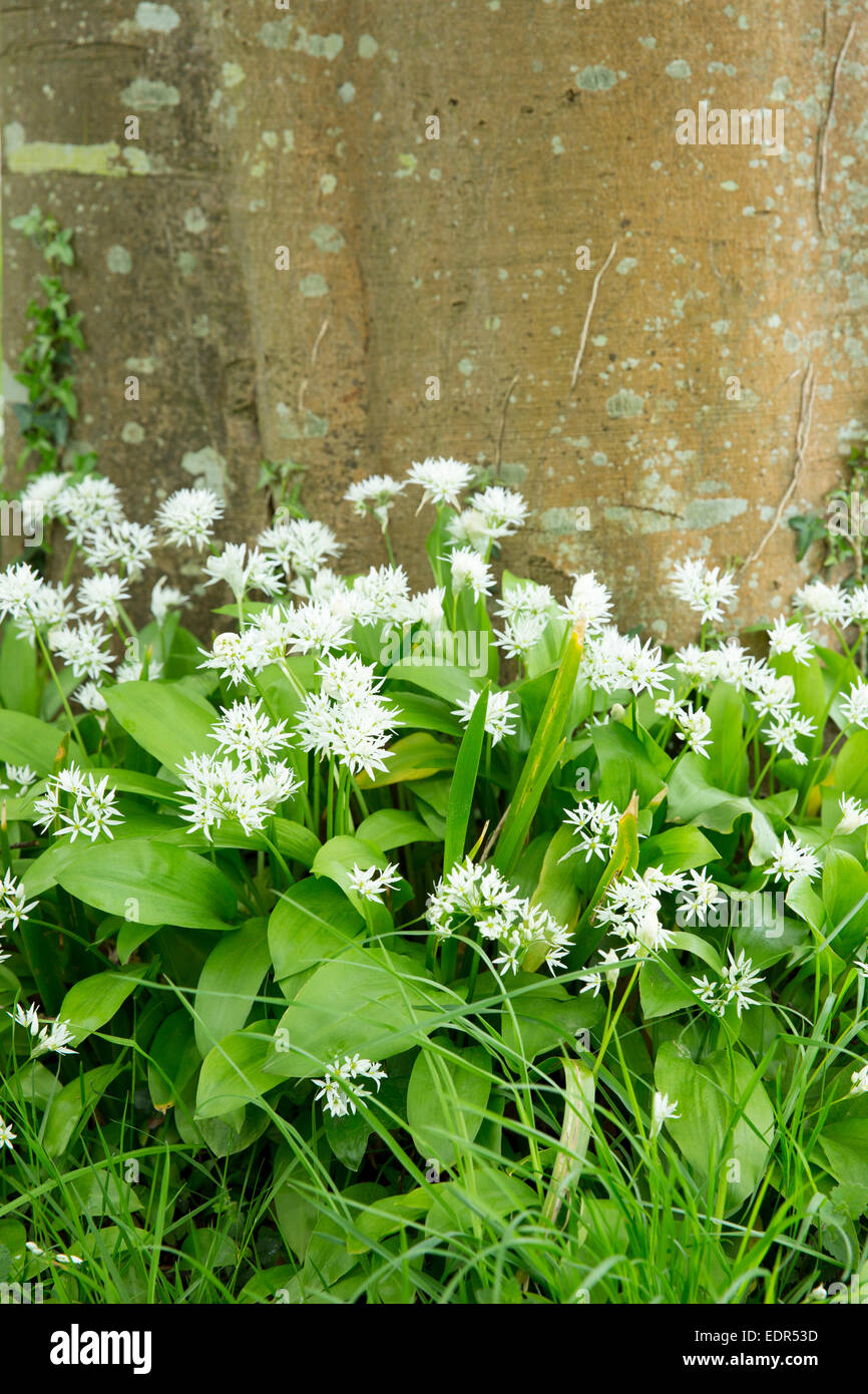 Bärlauch - Bärlauch, Stoffen oder Holz Knoblauch, Allium Ursinum - stechenden blühen im Frühjahr wendet sich an Sommer, Somerset, Großbritannien Stockfoto