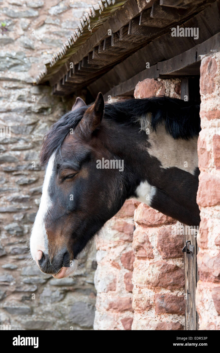 Skewbald paint horse ein Nickerchen während Dösen in stabilen, England Stockfoto