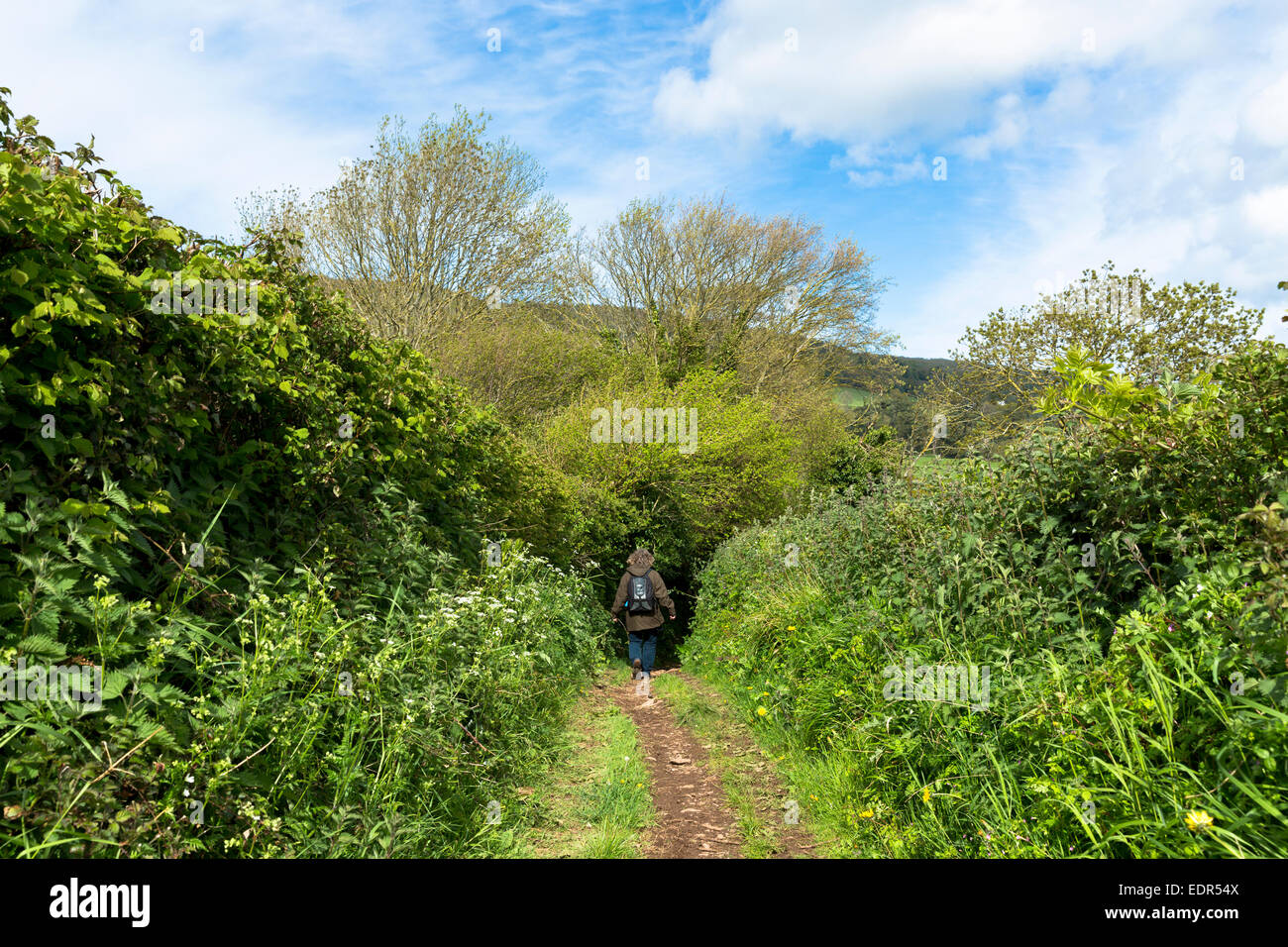 Einsamer Wanderer Spaziergänge auf der Drover Trail Wanderweg im Exmoor National Park in der Nähe von Allerford, Somerset, Großbritannien Stockfoto