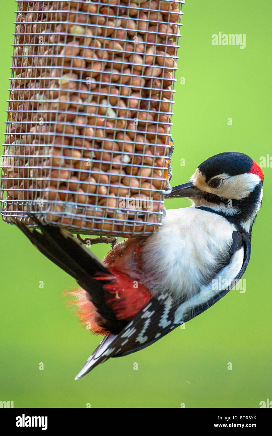 Great Spotted Woodpecker, Dendrocopus Major, ernähren sich von Erdnüssen von Vogelfutter und klammern sich an Krallen, Großbritannien Stockfoto