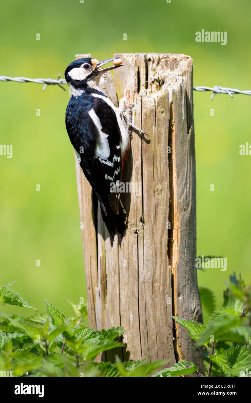 Great Spotted Woodpecker, Dendrocopus Major, der sich mit Klauen an Holzpfosten klammert und Stacheldraht stützt, um eine Erdnuss zu essen, Großbritannien Stockfoto