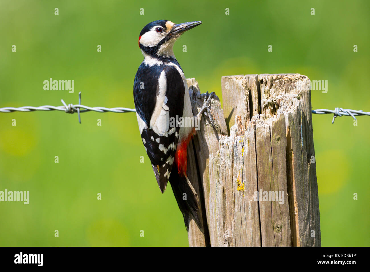 Great Spotted Woodpecker, Dendrocopus Major, der sich mit Klauen am Holzpfosten festklammert und Stacheldraht aus Großbritannien stützt Stockfoto