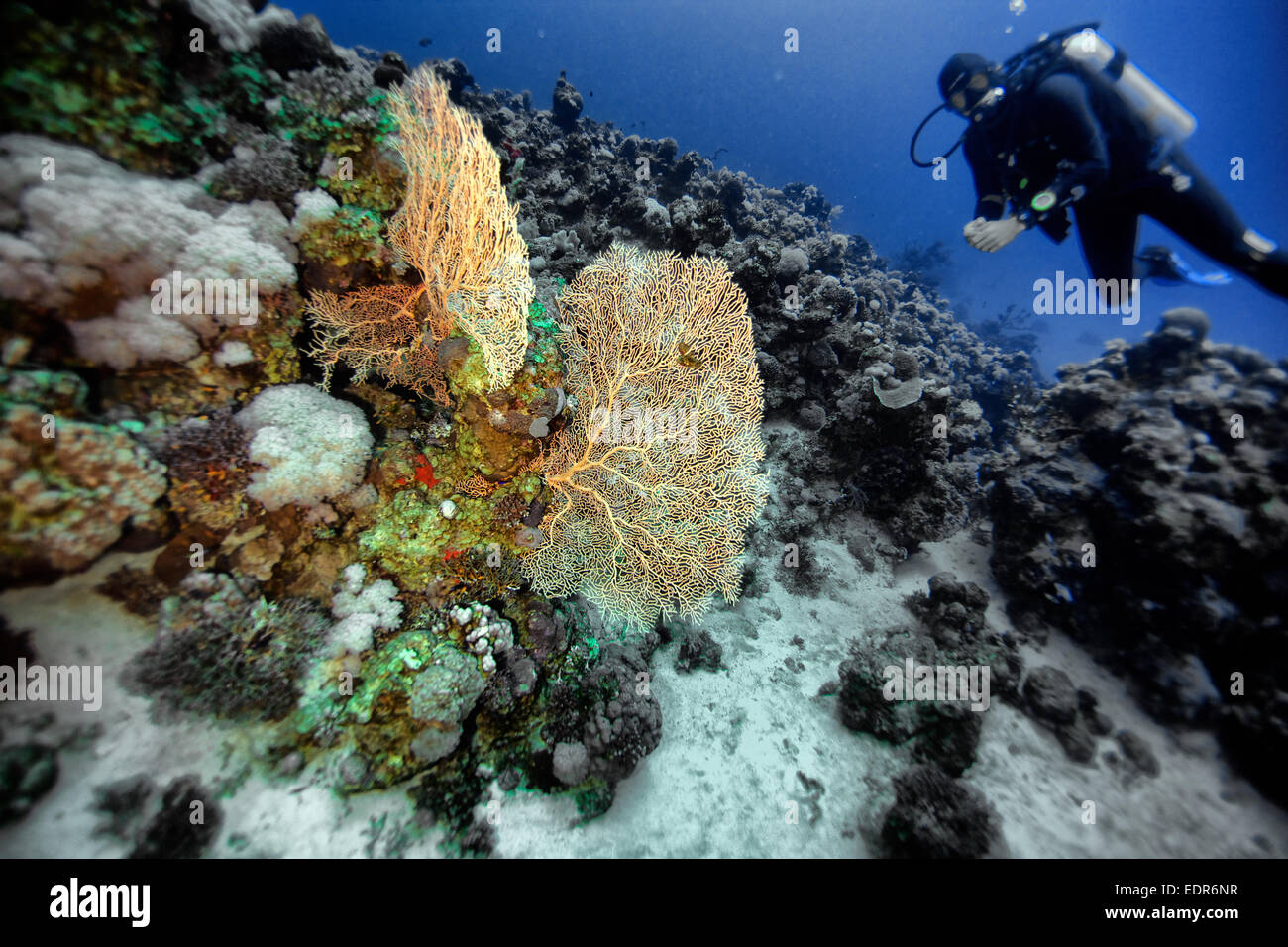 Taucher, die Betrachtung des Riffs im ägyptischen Roten Meer Stockfoto