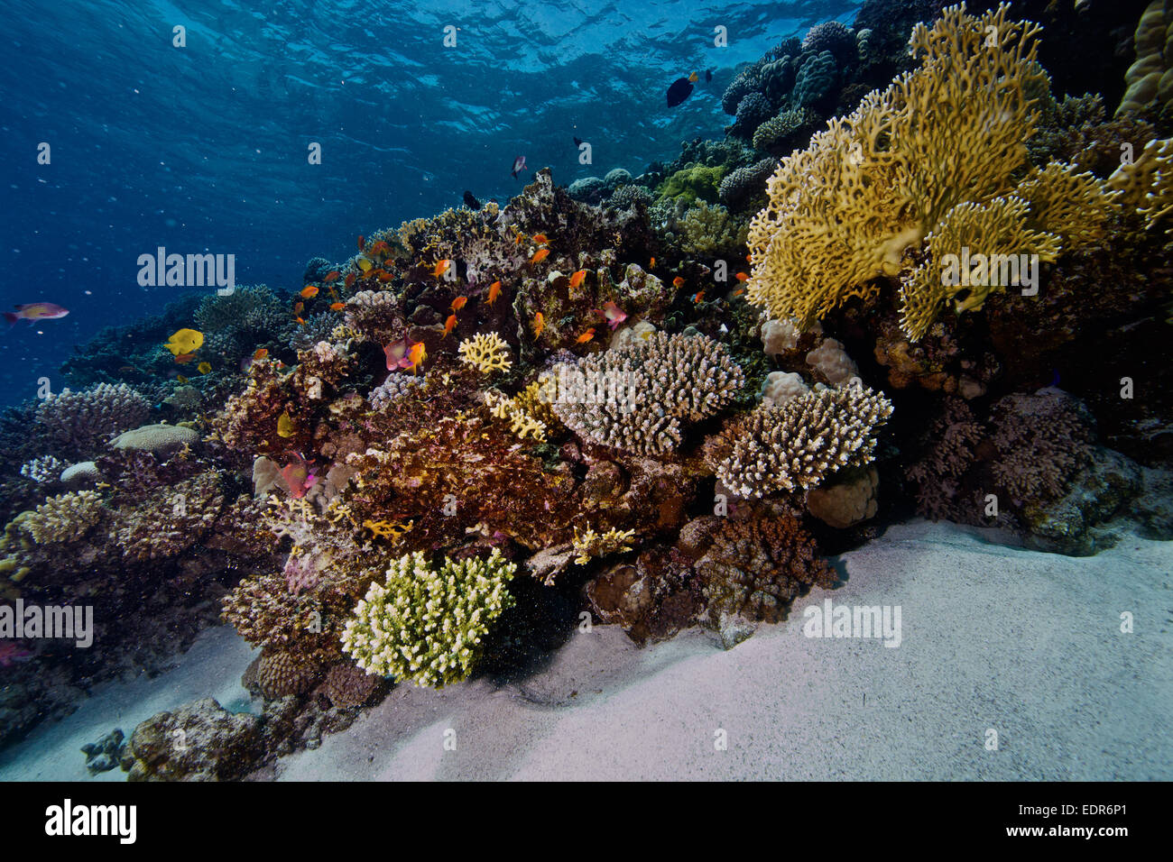 Betrachtung des Riffs im ägyptischen Roten Meer Stockfoto