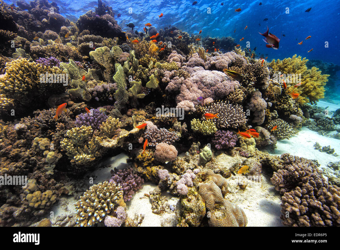 Betrachtung des Riffs im ägyptischen Roten Meer Stockfoto
