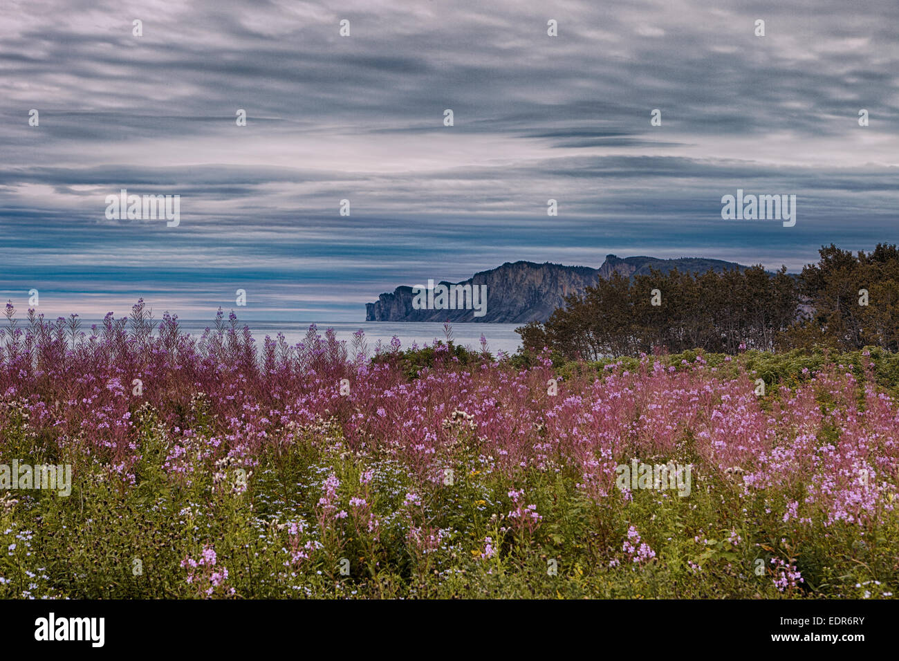 Bunte rosa Epilobium Angeberei im nördlichen Bereich Des Rosiers im Forillon Nationalpark Stockfoto