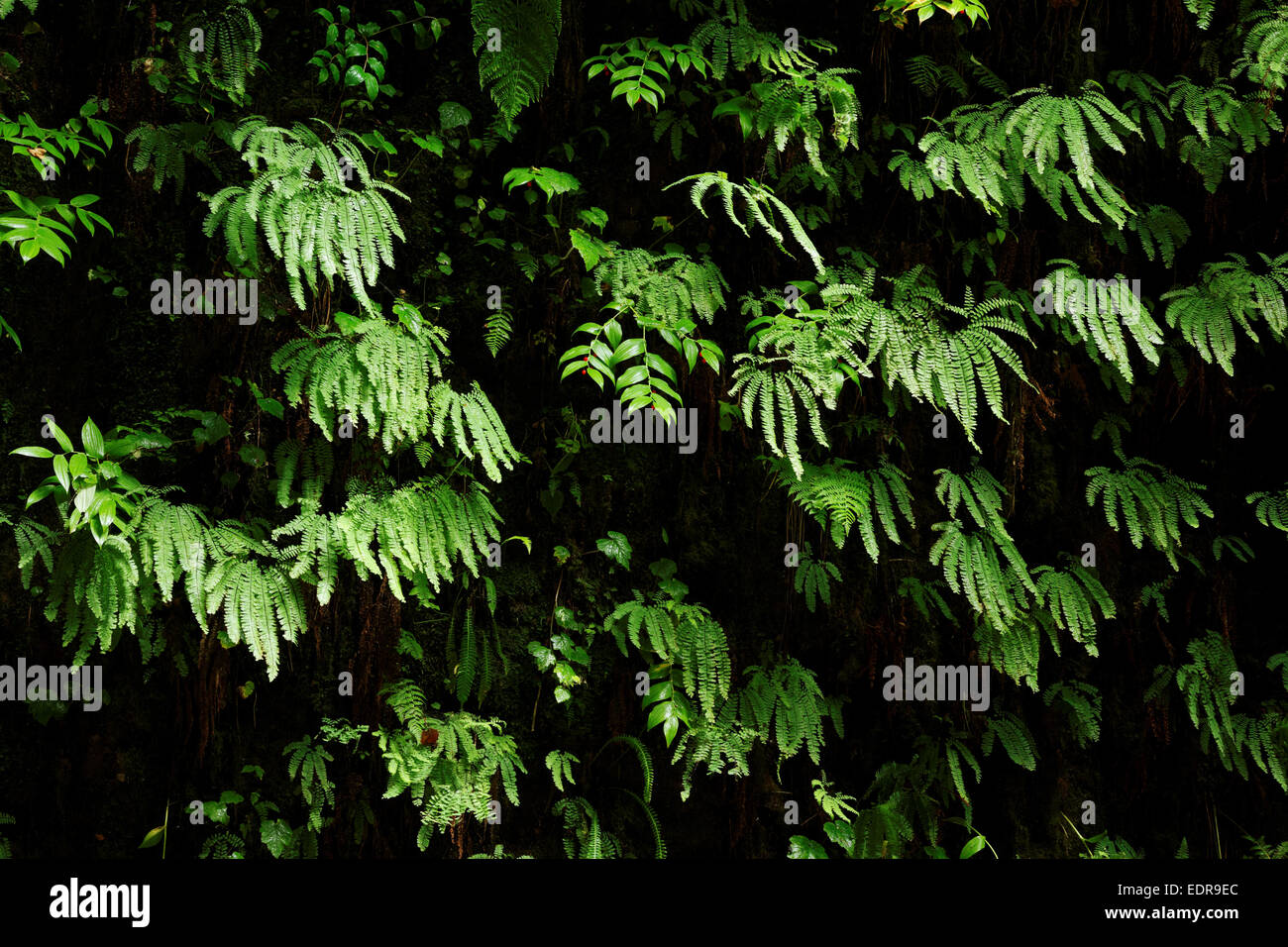 Detail der Farne auf Canyon Wand, Fern Canyon, Prairie Creek Redwoods State Park, Humboldt County, Kalifornien, USA Stockfoto