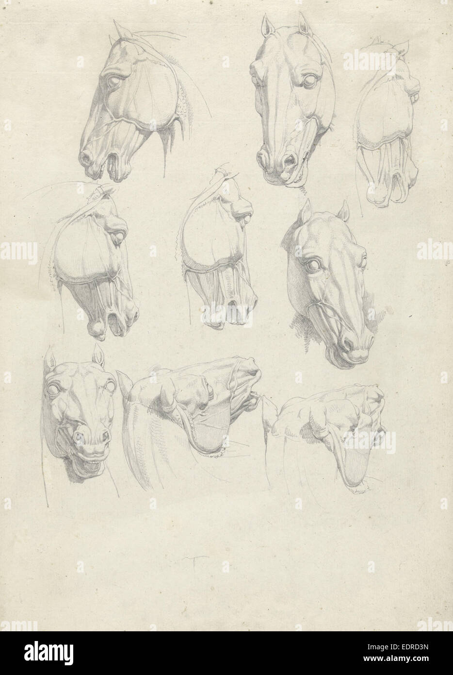 Neun anatomische Studien von einem Pferdekopf, Hendrik Voogd, 1788-1839 Stockfoto
