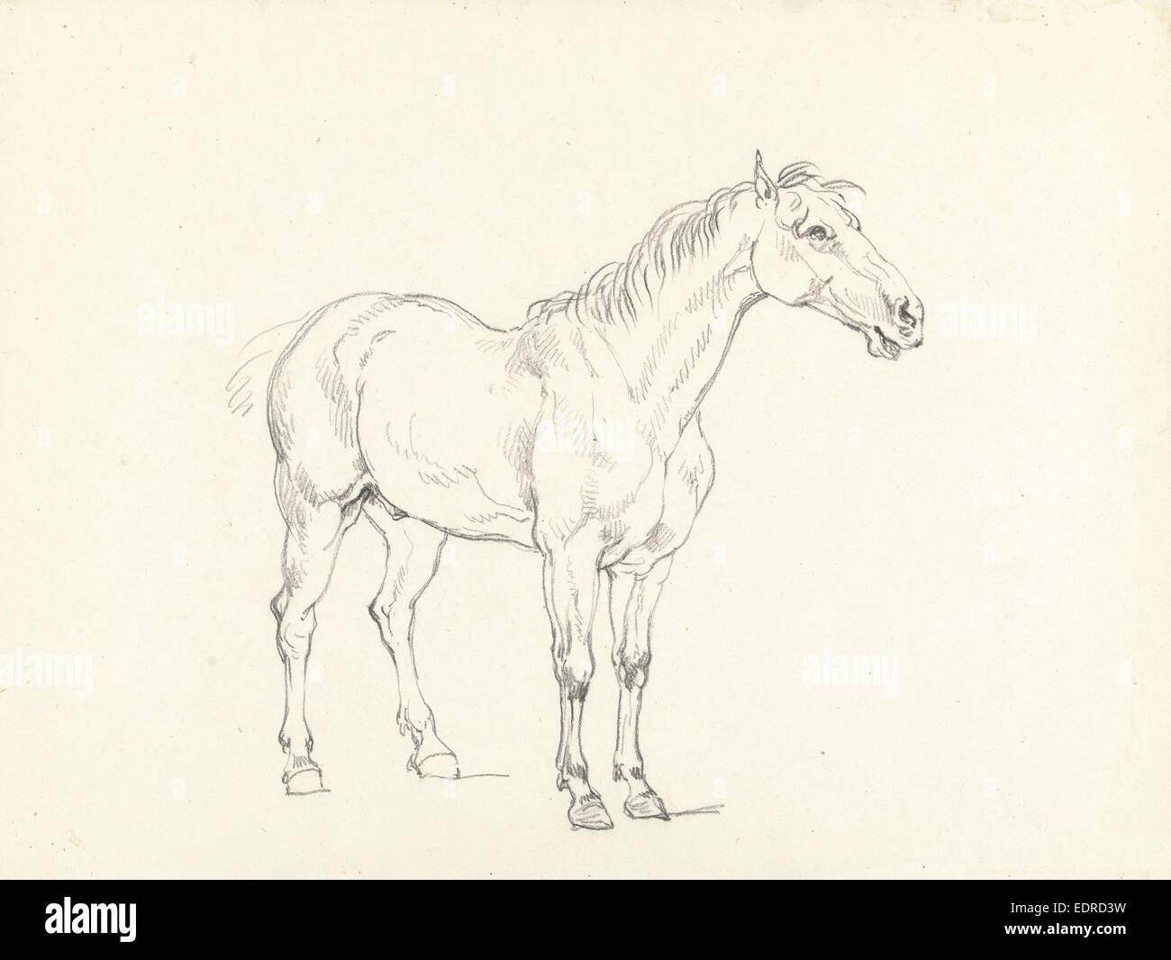 Studie eines stehenden Pferdes, rechts, Hendrik Voogd, 1788-1839 Stockfoto