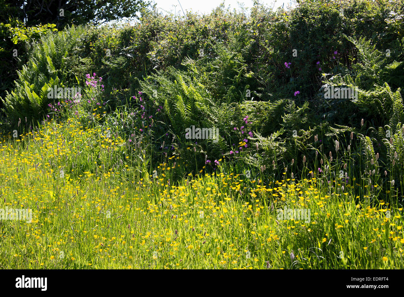 Traditionelle blühende Hecke Lebensraum für Wildtiere im Sommer in Cornwall, Südengland, Großbritannien Stockfoto