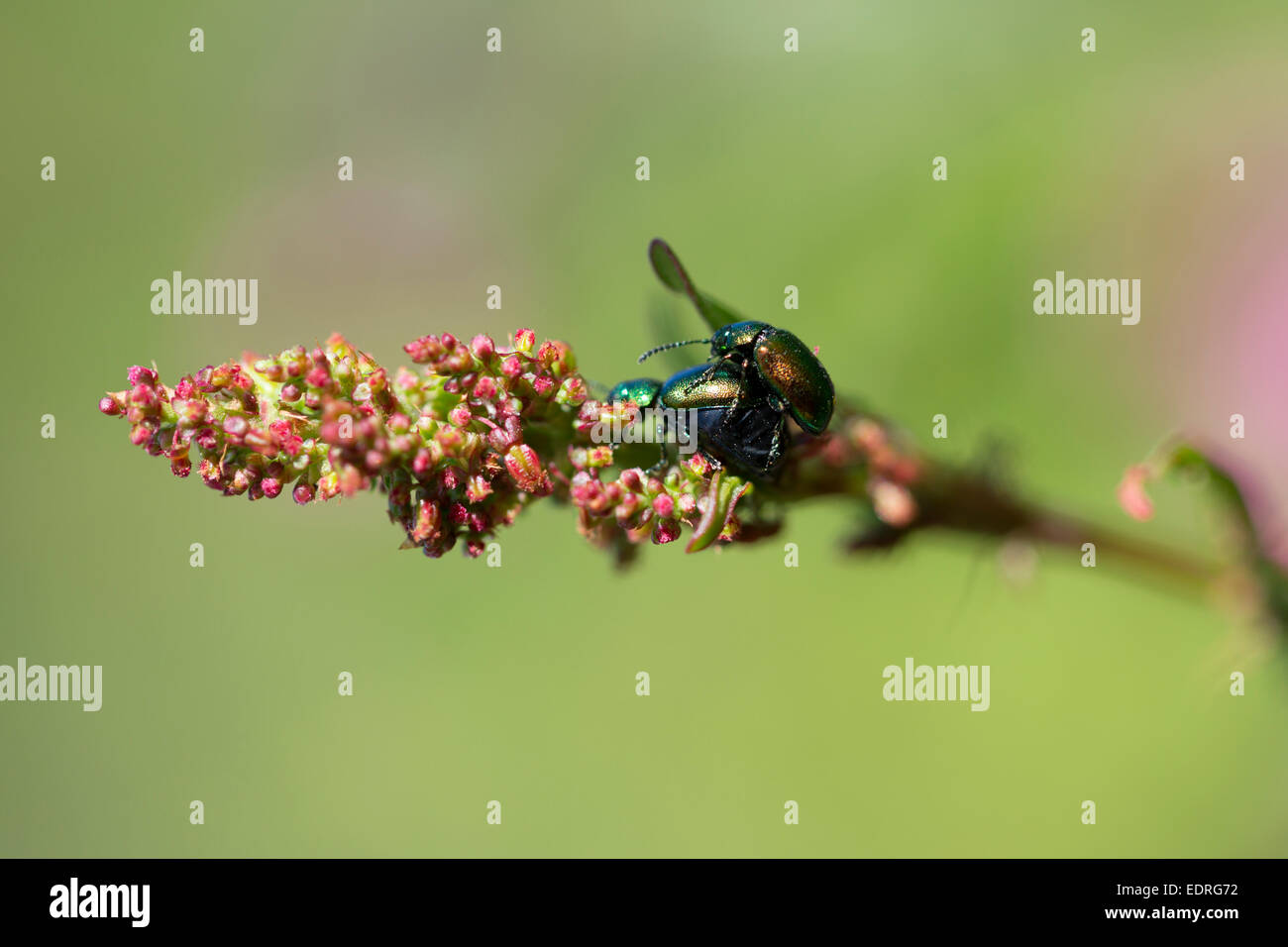 Zuchtpaar grüne Flasche fliegen Lucilia Sericata Paarung auf eine blühende Pflanze, UK Stockfoto