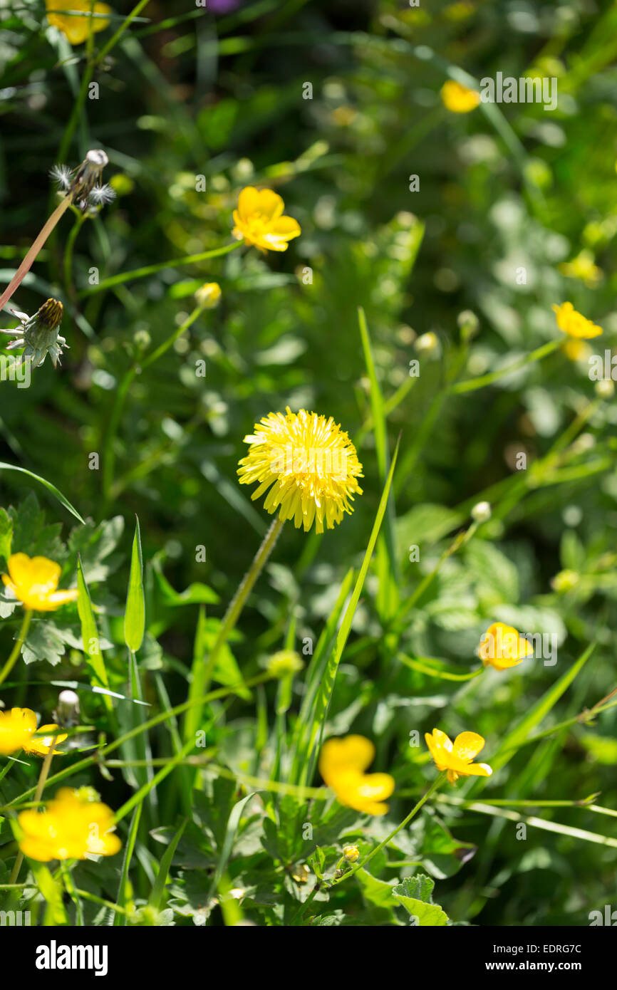 Löwenzahn, Taraxacum Officinale - als Bestandteil einer Hecke im Sommer in Cornwall, Großbritannien Stockfoto