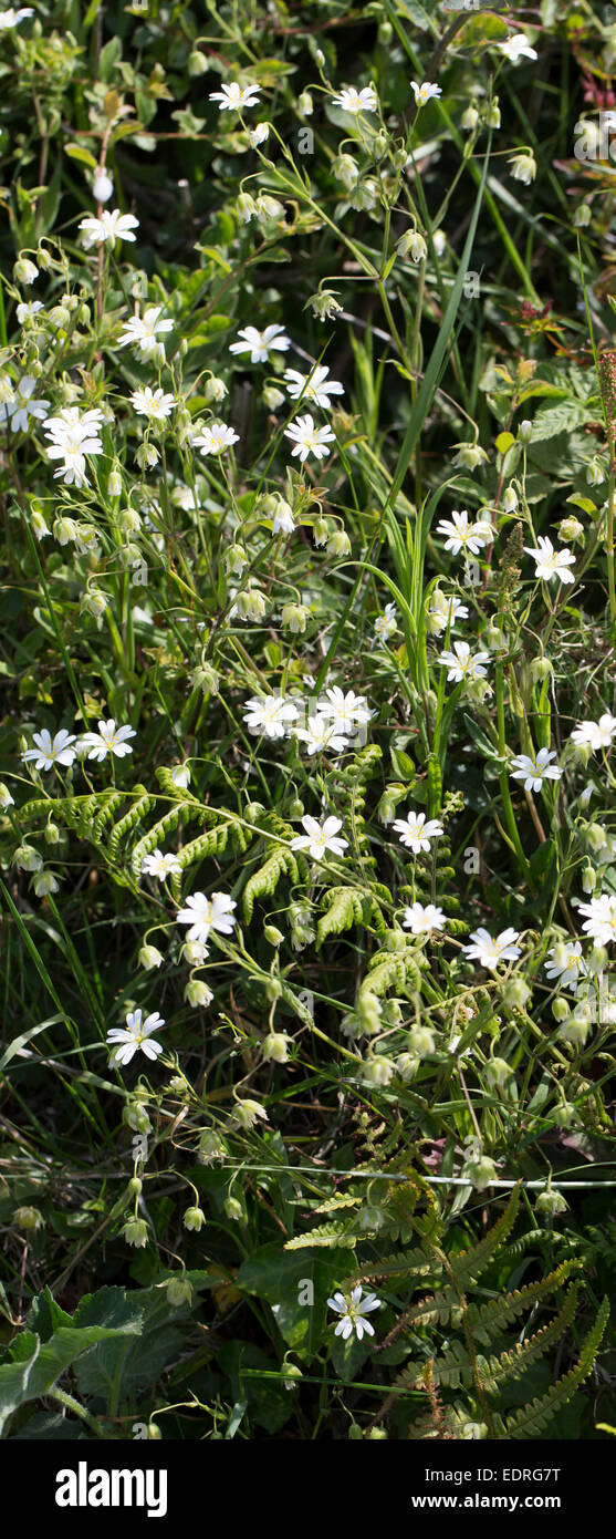 Zarten weißen Blüten von Wildblumen in Hecke im Sommer in Cornwall, Großbritannien Stockfoto