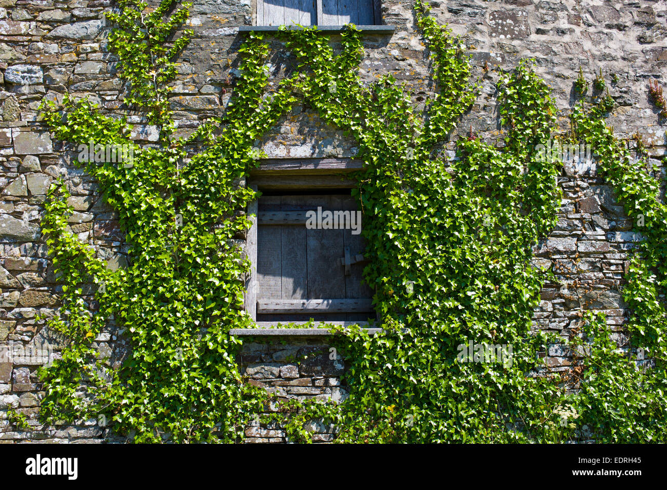 Scheunentore der alten Efeu bewachsenen, Hedera Helix, alte steinerne landwirtschaftliches Gebäude in Devon, Südengland, Großbritannien Stockfoto