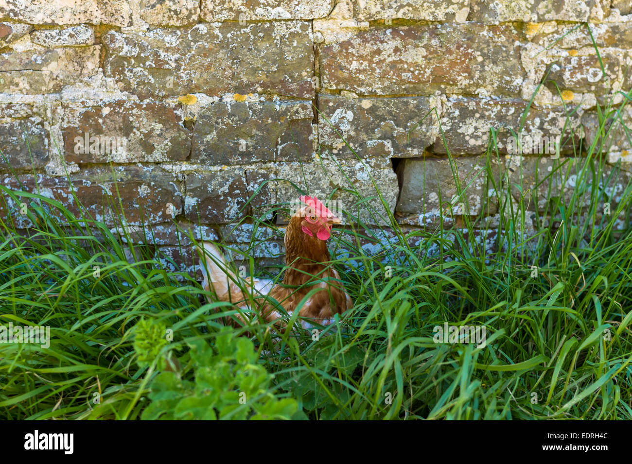 Braun gefleckt Henne, Gallus Gallus Domesticus, lange Gras von alten steinernen landwirtschaftliches Gebäude in Devon, Südengland, Großbritannien Stockfoto