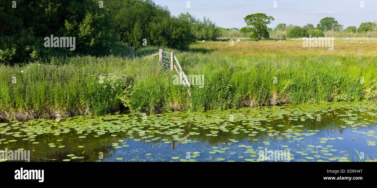 Ruhige Szene auf der Somerset Levels Feuchtgebiete im Sommer. Rhynes zur Entwässerung kann leiden Überschwemmungen im Winter, UK Stockfoto
