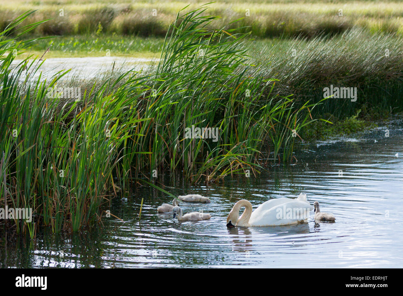 Weiblich (Stift) Erwachsenen Höckerschwan, Cygnus Olor, Anatidae, mit Cygnets im Sommer auf Feuchtgebiet in Otmoor Nature Reserve, Oxfordshire Stockfoto