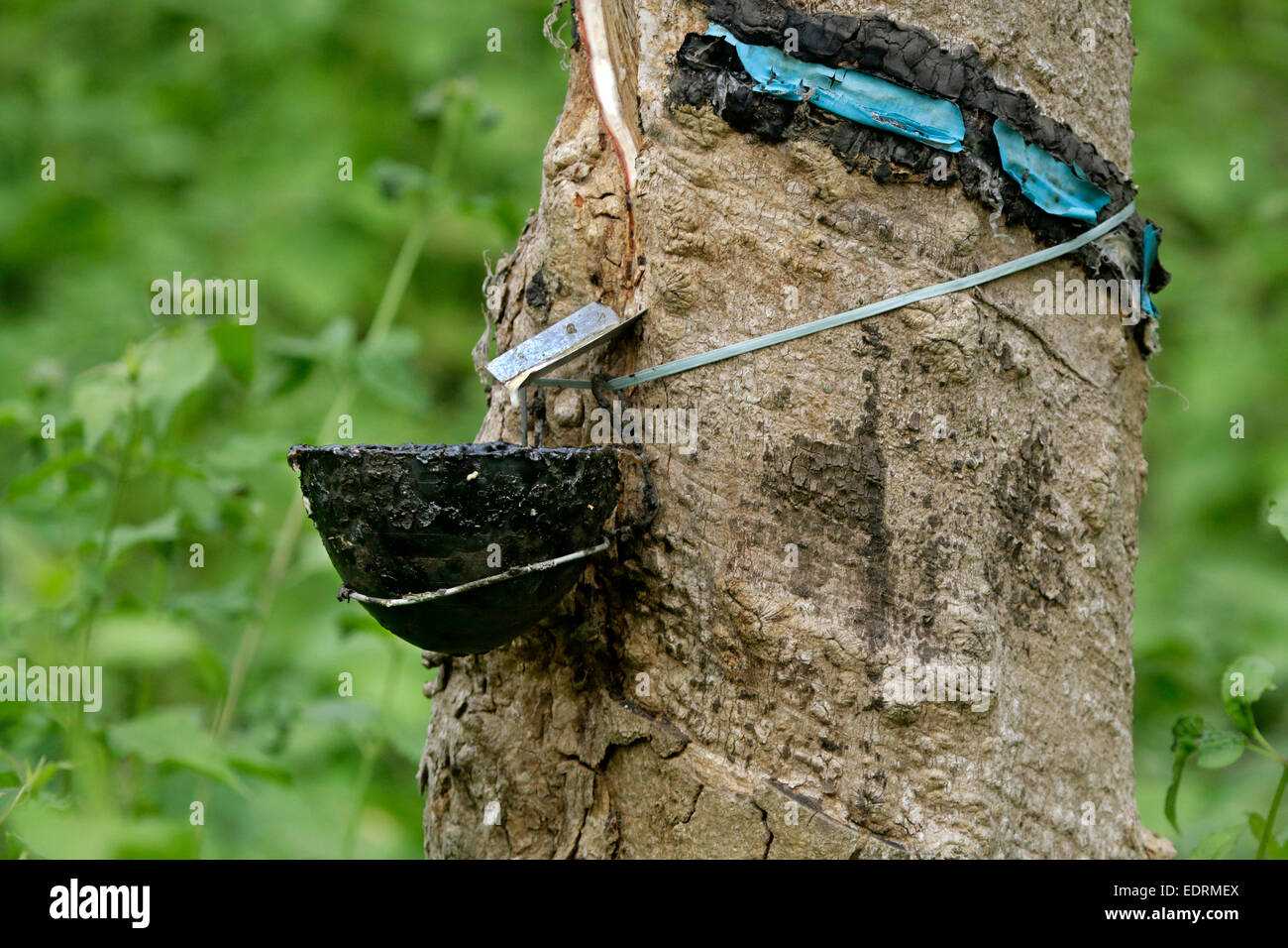 Latex oder Liquid Rubber Sammlung aus einem eingeschnittenen Baum in Kerala Stockfoto
