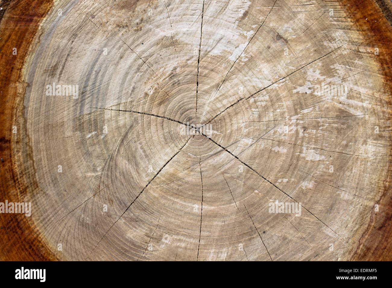 Nahaufnahme des ausgeschnittenen Baumstamm. Stockfoto