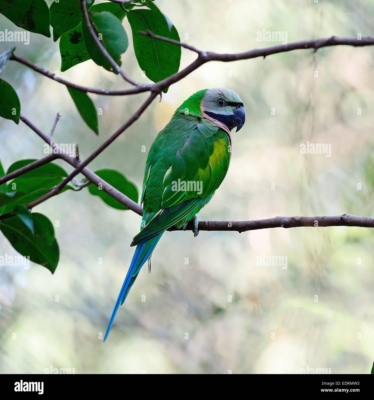 Schöner grüner Sittich Vogel, weibliche Red-breasted Sittich (geflohen Alexander), stehend auf einem Ast zurück Profil Stockfoto