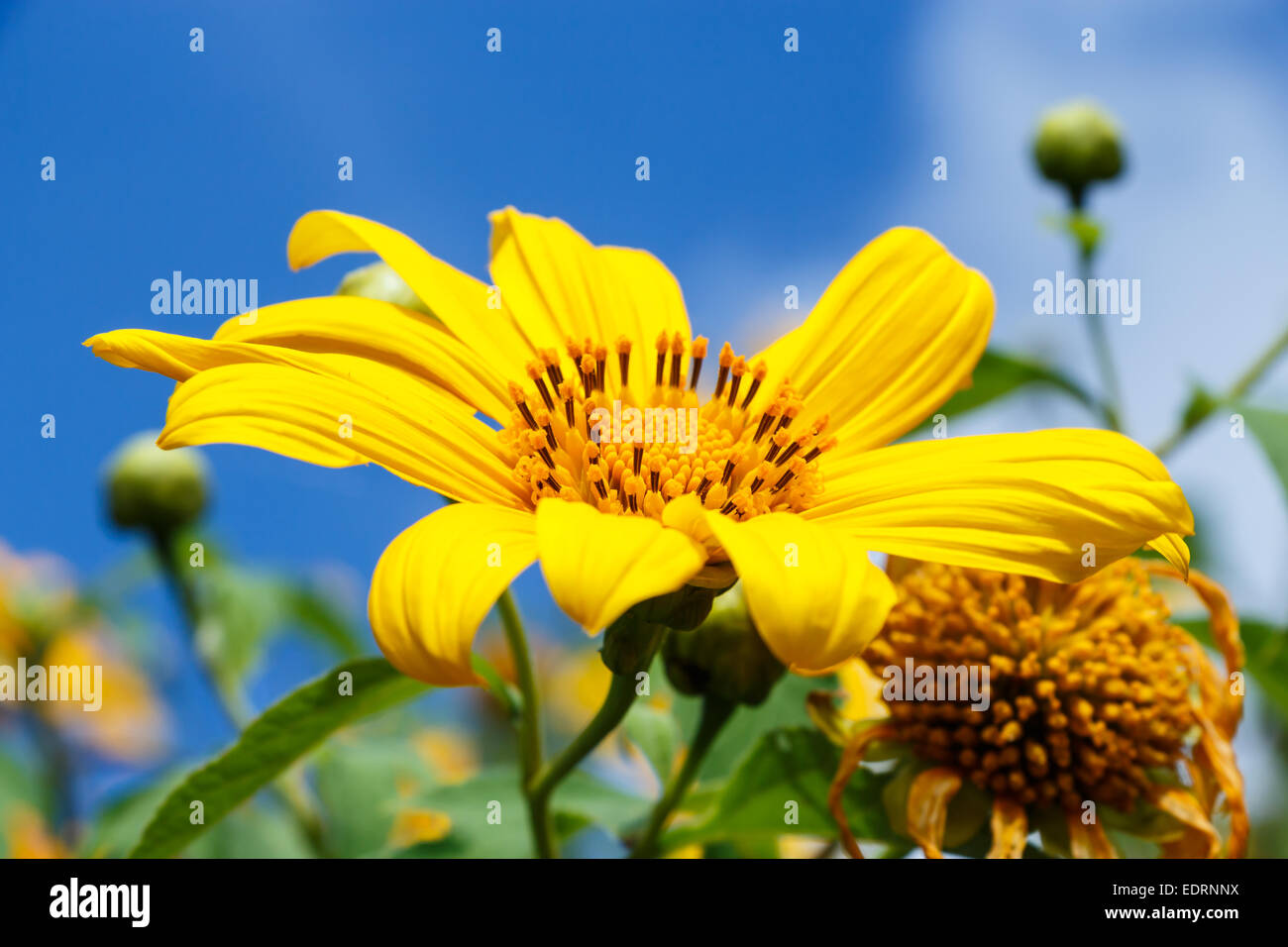 Nahaufnahme der mexikanischen Sonnenblume Weed (Bau Tong Blume) und blauen Himmel bei Mae Hong Son, Thailand Stockfoto