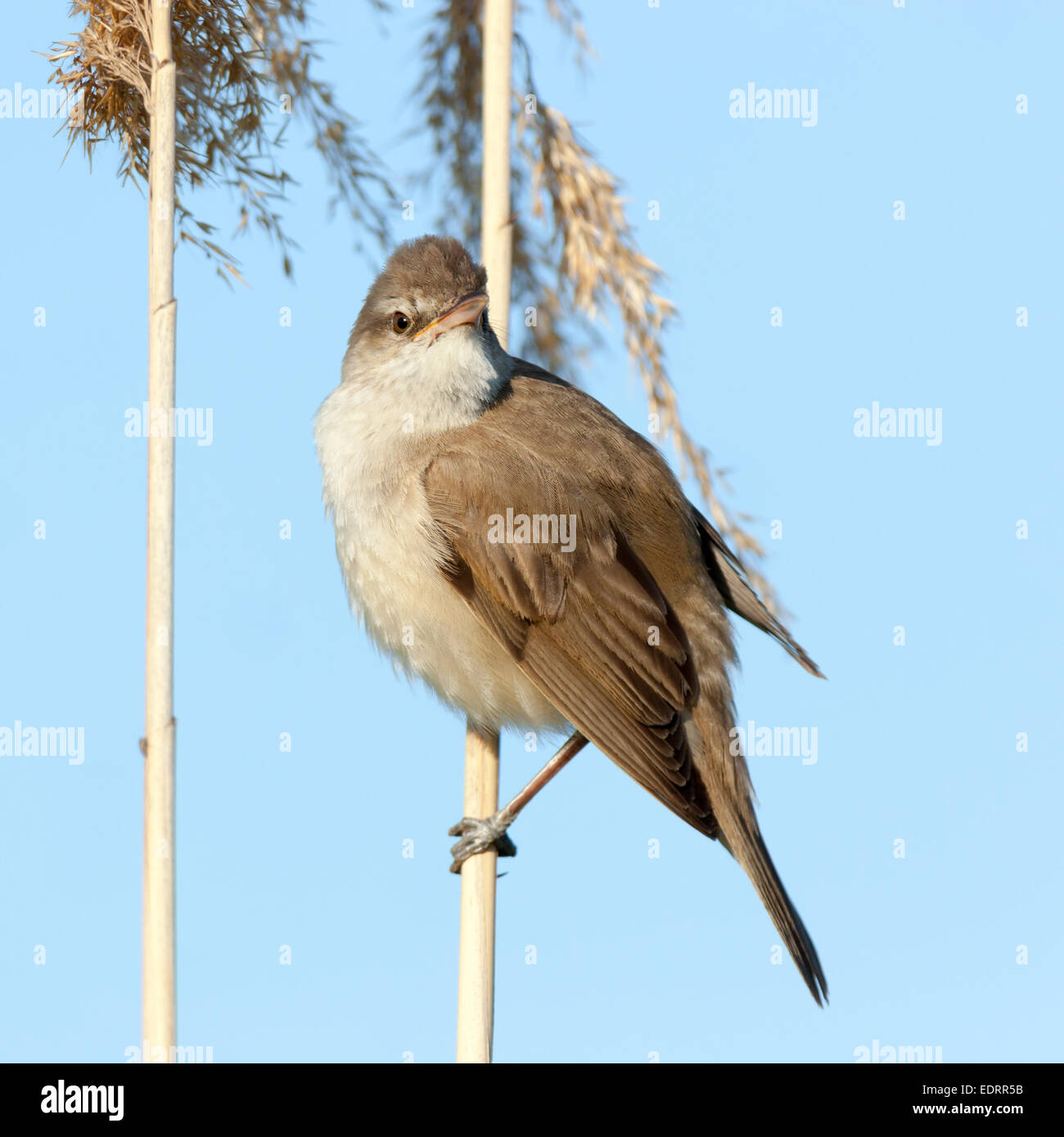 Drosselrohrsänger (Acrocephalus Arundinaceus). Wildvögel in einen natürlichen Lebensraum. Stockfoto