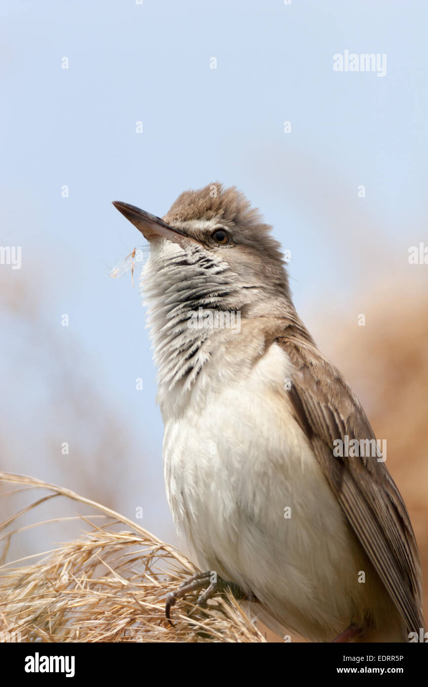 Drosselrohrsänger (Acrocephalus Arundinaceus). Wildvögel in einen natürlichen Lebensraum. Stockfoto