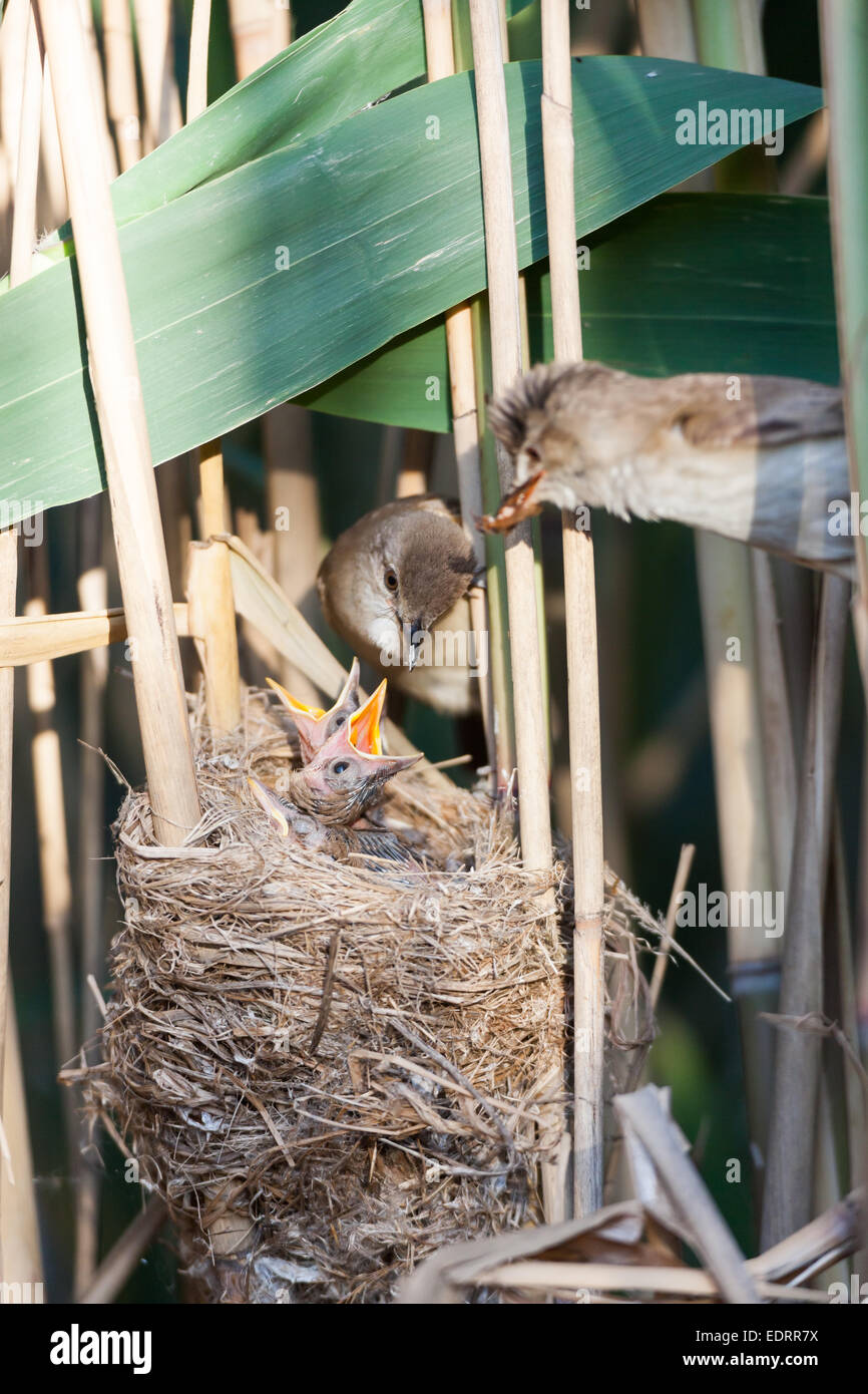 Nest der Drosselrohrsänger (Acrocephalus Arundinaceus) in der Natur. Stockfoto