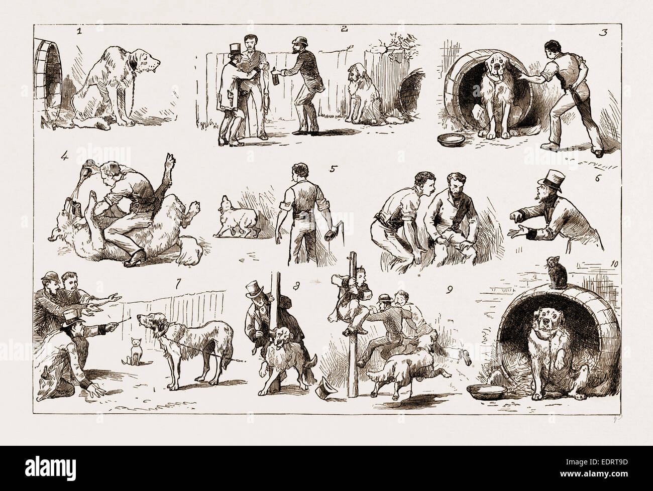 EINEN HUND, 1883: 1 DOSIERUNG. Unsere Bernhardiner zeigten Symptome der Krankheit. (2) ein Amateur Tierarzt nennt man Stockfoto
