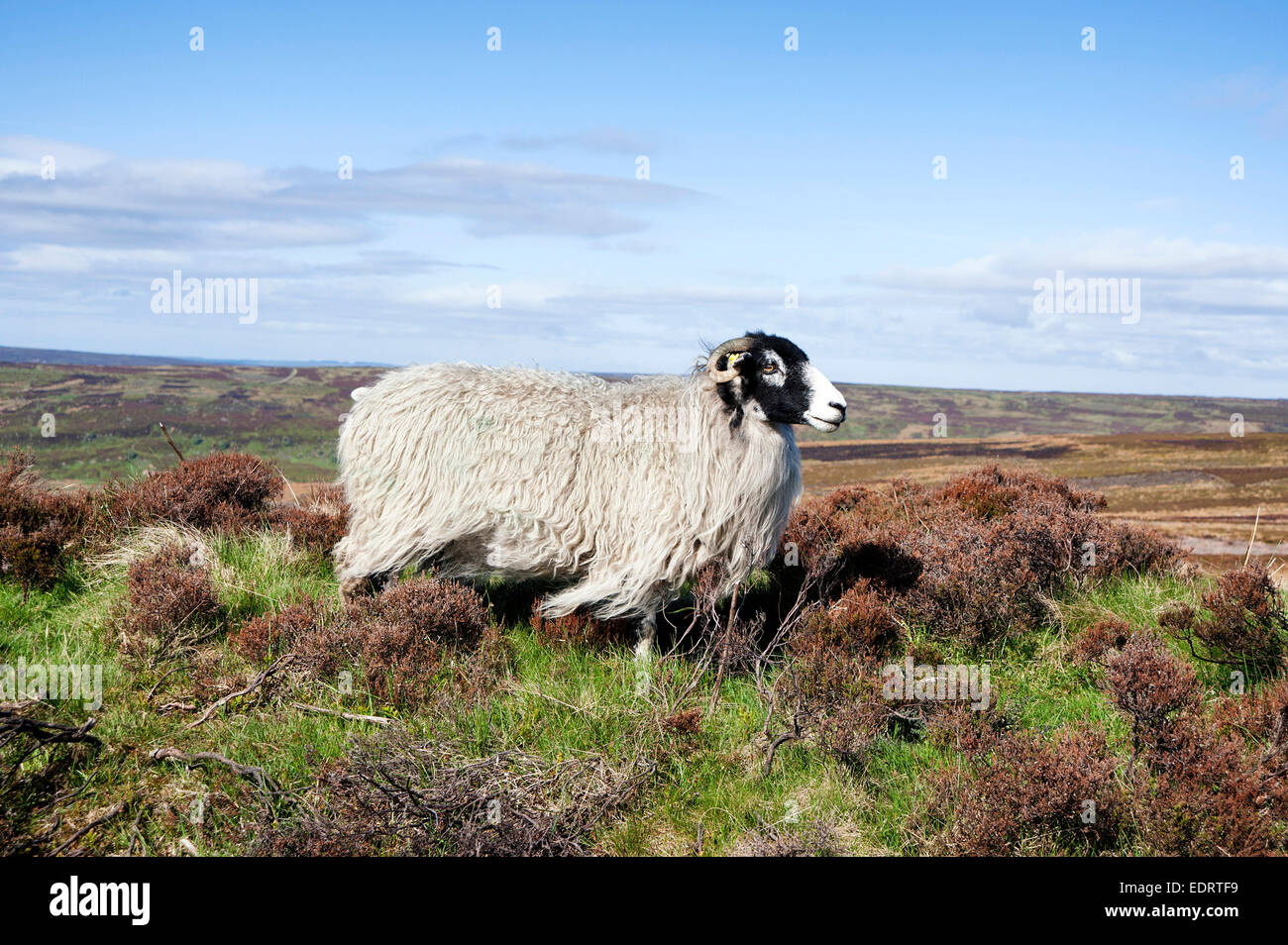 Ein Swaledale, die Schafe auf Rosedale anlegen Stockfoto