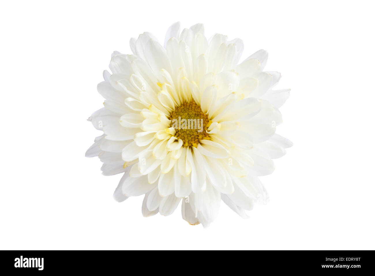 Weiße Chrysantheme Farbe auf weißem Hintergrund (isoliert) Stockfoto