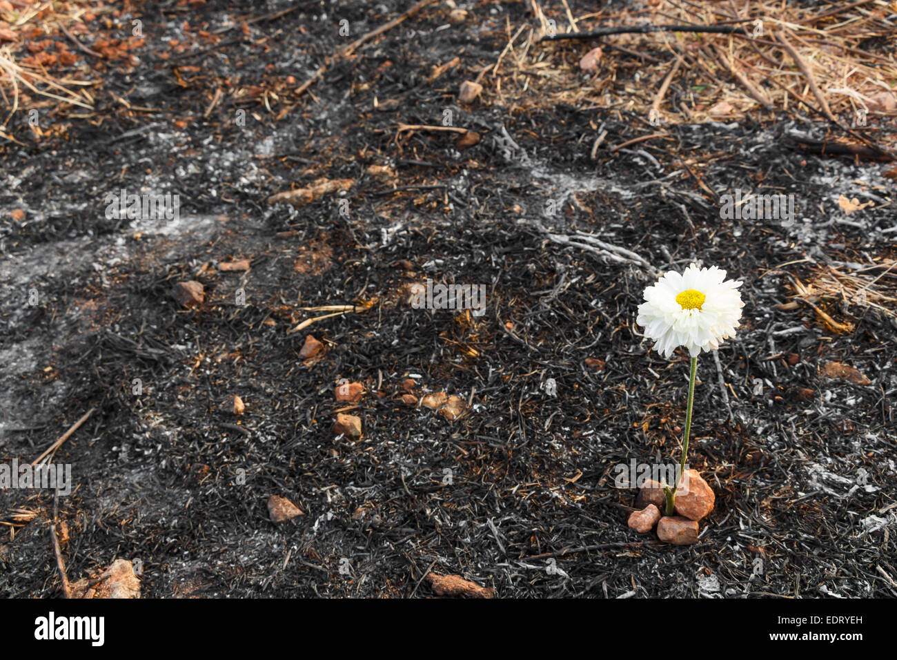 weiße Blume kann auf Asche von verbranntem Rasen durch ein Lauffeuer überleben. Stockfoto